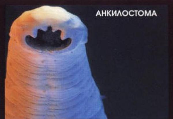 Список существ, которые могут тебя съесть! Опасные животные, могут съесть