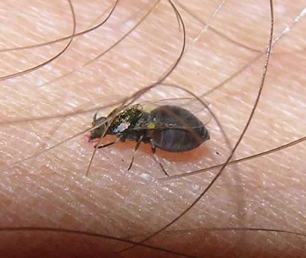 Список существ, которые могут тебя съесть! Опасные животные, могут съесть