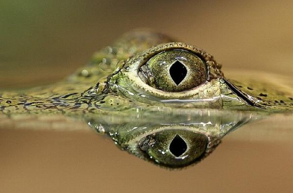 Список существ, которые могут тебя съесть! Опасные животные, могут съесть