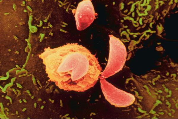 Список существ, которые могут тебя съесть! Опасные животные, могут съесть