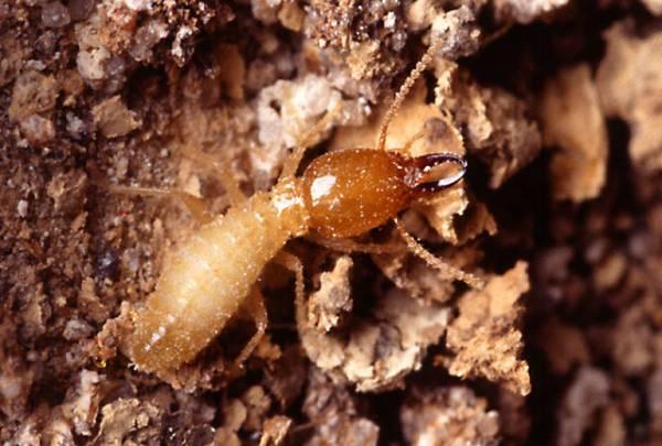 Список существ, которые могут тебя съесть! Опасные животные, могут съесть