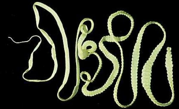 Список существ, которые могут тебя съесть! Опасные животные, могут съесть