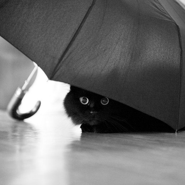 Коты, прятки, прячутся, смешное