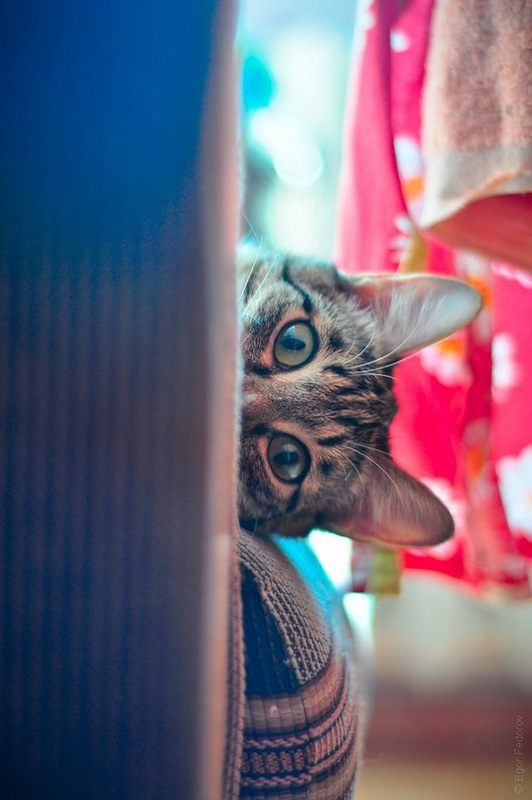 Коты, прятки, прячутся, смешное