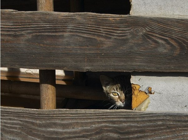 Коты, прятки, прячутся, смешное