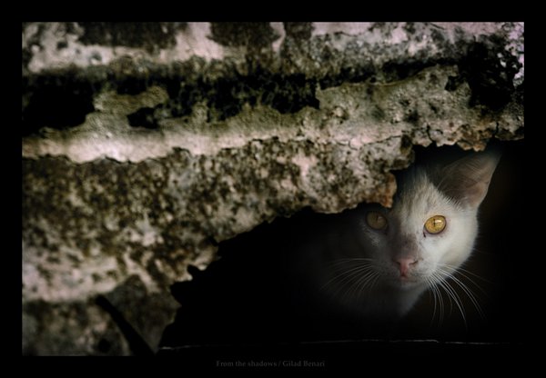 Коты, прятки, прячутся, смешное