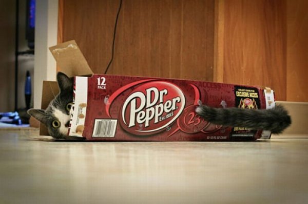 Коты, прятки, прячутся, смешное