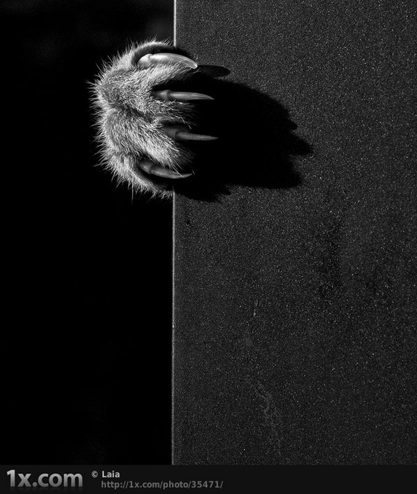 Коты, прятки, прячутся, смешное