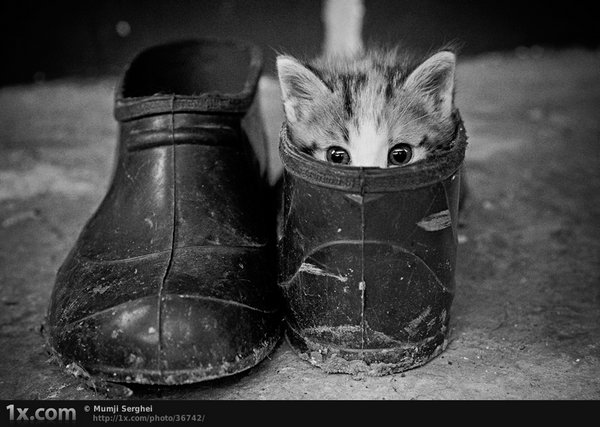 Коты, прятки, прячутся, смешное