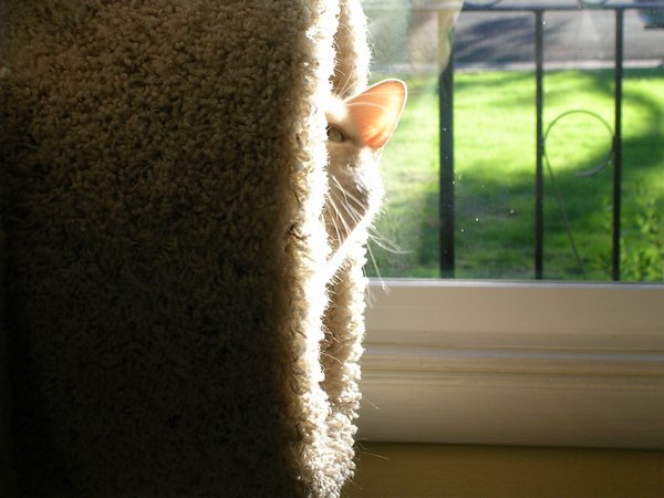 Коты, прятки, прячутся, смешное