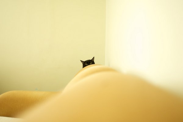 Коты, прятки, прячутся, смешное