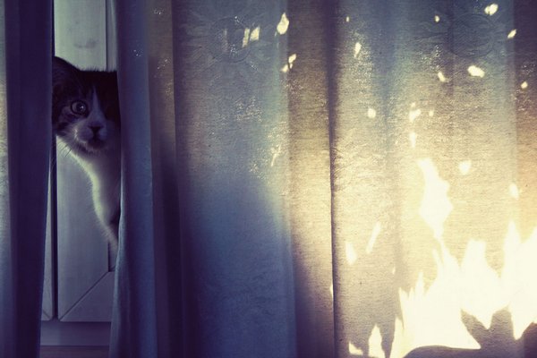 Коты, прятки, прячутся, смешное