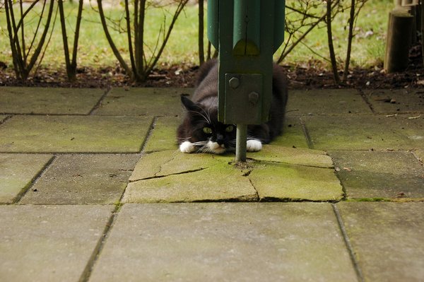 Коты, прятки, прячутся, смешное