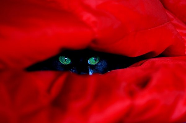 Коты, прятки, прячутся, смешное