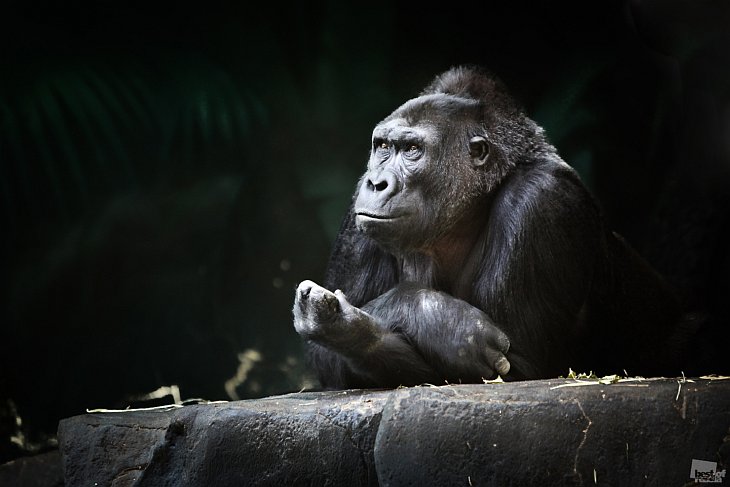 Лучшие фотографии природы России 2011 года Лучшие фотографии природы России 2011 года