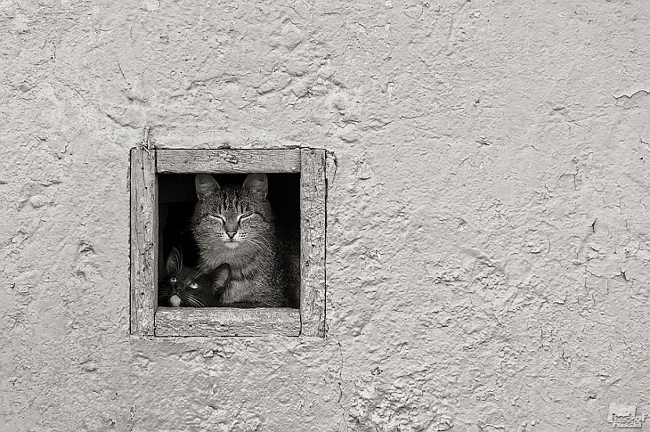 Лучшие фотографии природы России 2011 года Лучшие фотографии природы России 2011 года