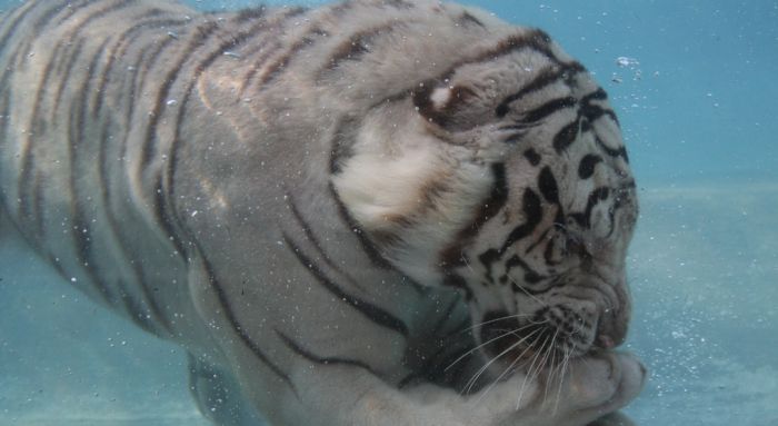 Кормление белого тигра под водой