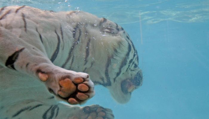 Кормление белого тигра под водой