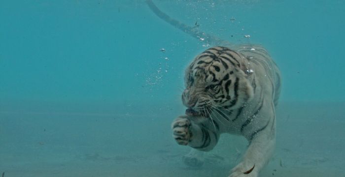 Кормление белого тигра под водой