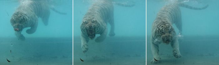 Кормление белого тигра под водой