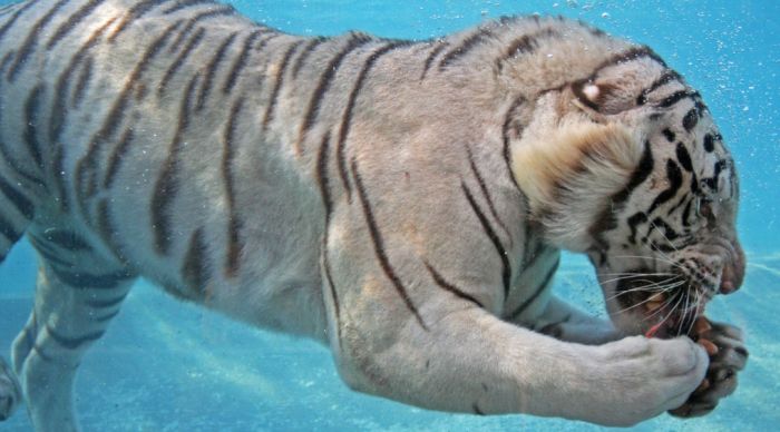 Кормление белого тигра под водой