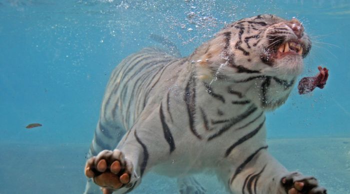Кормление белого тигра под водой