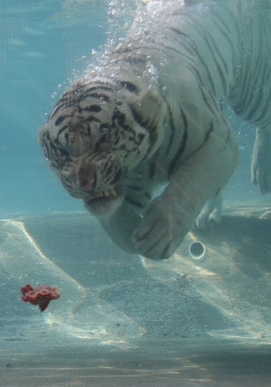 Кормление белого тигра под водой