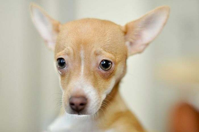 Нет грустней собачки, чем собачка тоскующая по хозяину Нет грустней собачки, чем собачка тоскующая по хозяину