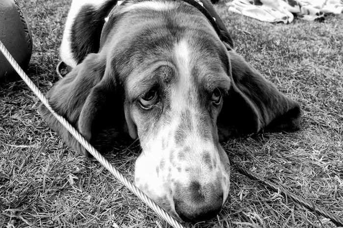 Нет грустней собачки, чем собачка тоскующая по хозяину Нет грустней собачки, чем собачка тоскующая по хозяину