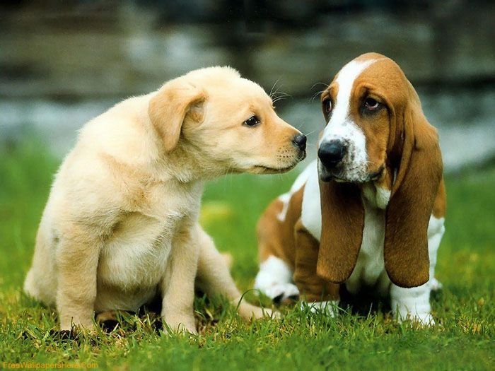 Нет грустней собачки, чем собачка тоскующая по хозяину Нет грустней собачки, чем собачка тоскующая по хозяину