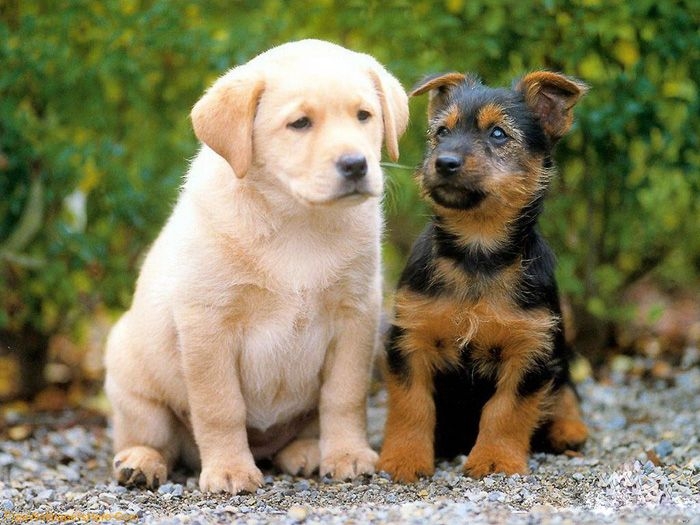 Нет грустней собачки, чем собачка тоскующая по хозяину Нет грустней собачки, чем собачка тоскующая по хозяину