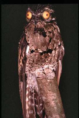 Животные с необычной внешностью,