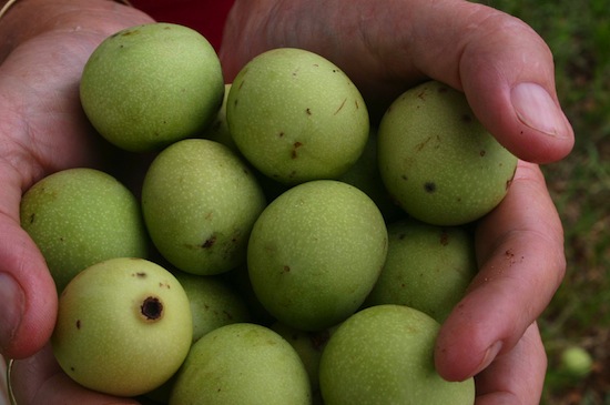 Экзотические фрукты, о которых вы ничего не знали