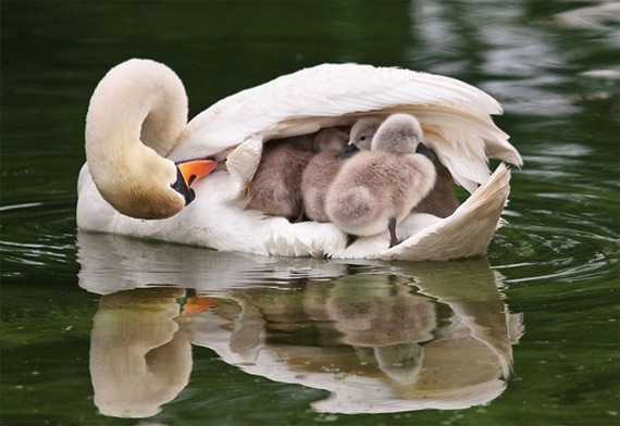 Из жизни птиц