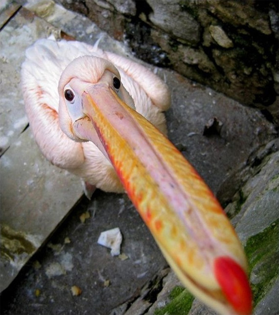 Из жизни птиц