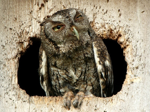 Из жизни птиц