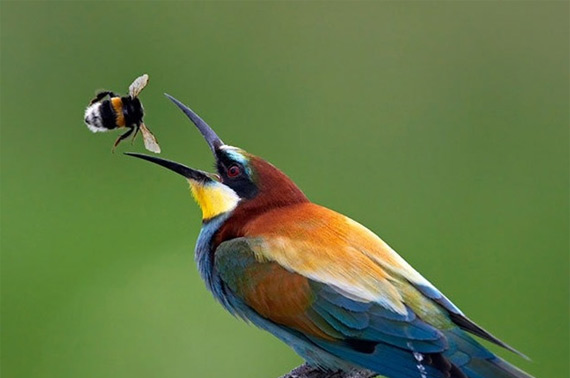 Из жизни птиц