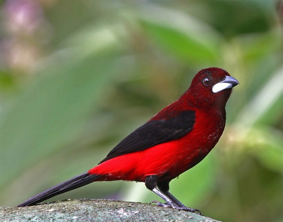 Из жизни птиц