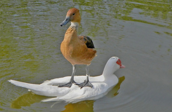 Из жизни птиц