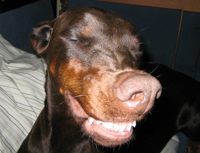 Улыбающиеся собаки