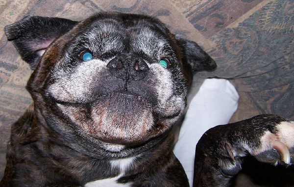 Улыбающиеся собаки