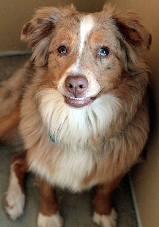 Улыбающиеся собаки