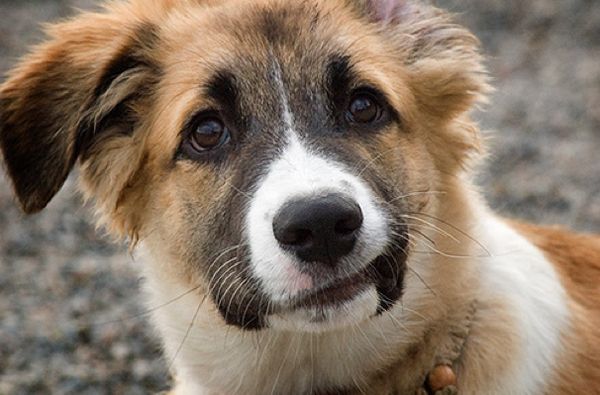 Улыбающиеся собаки