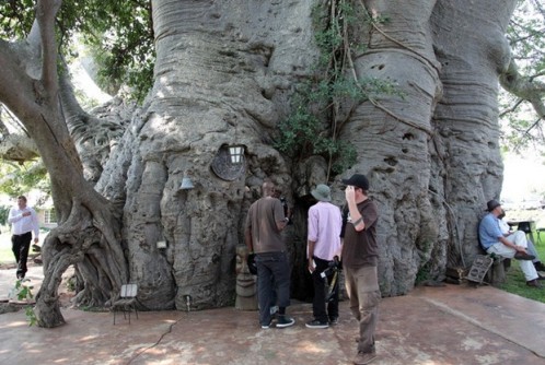 Добро пожаловать в баобаб ресторан в дереве 