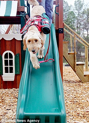 Собака спасатель девочки, мистер Гиббс