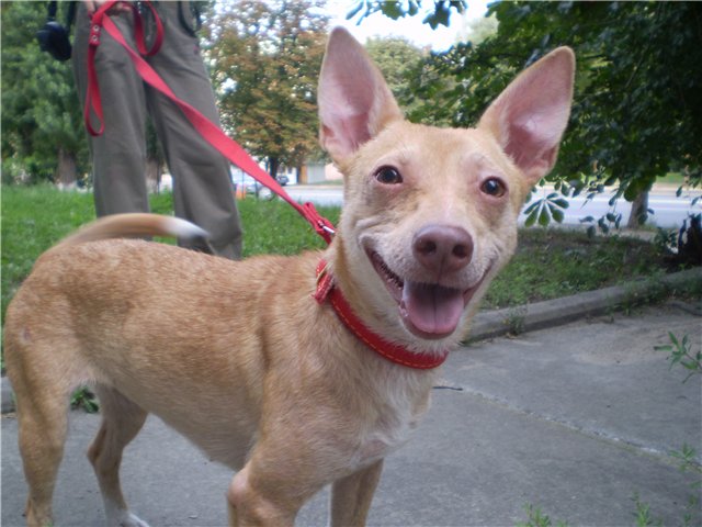 Улыбающиеся собаки, животные