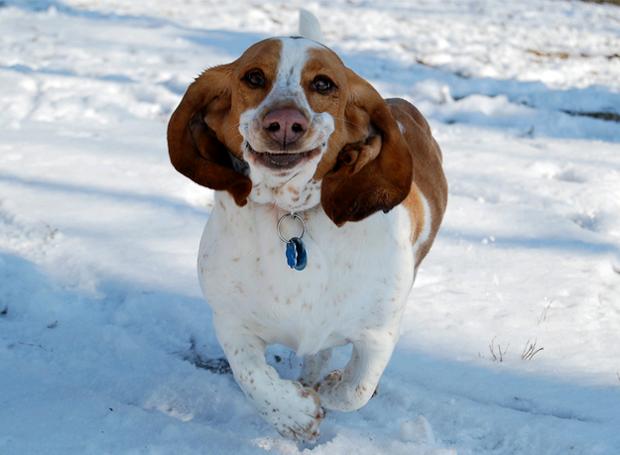 Улыбающиеся собаки, животные