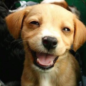 Улыбающиеся собаки, животные