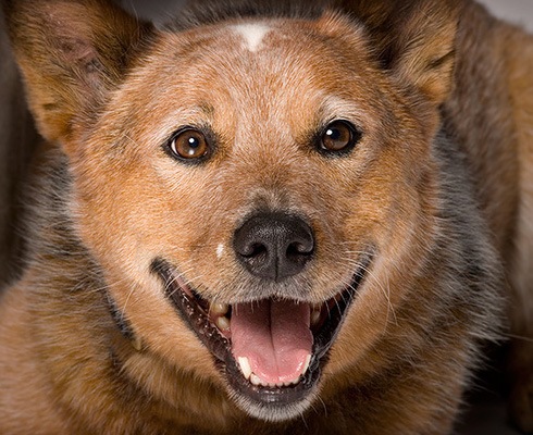 Улыбающиеся собаки, животные