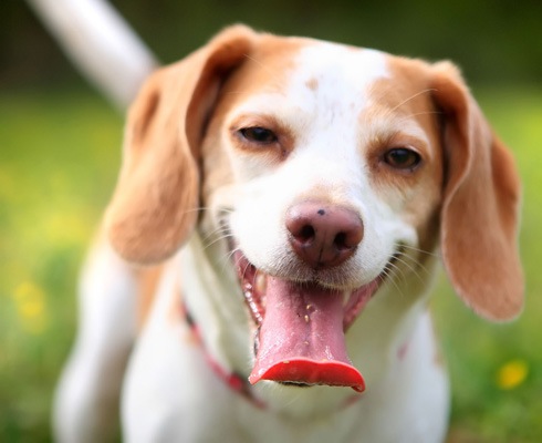 Улыбающиеся собаки, животные